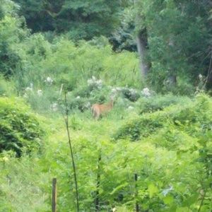 Meet your Posher, Steven